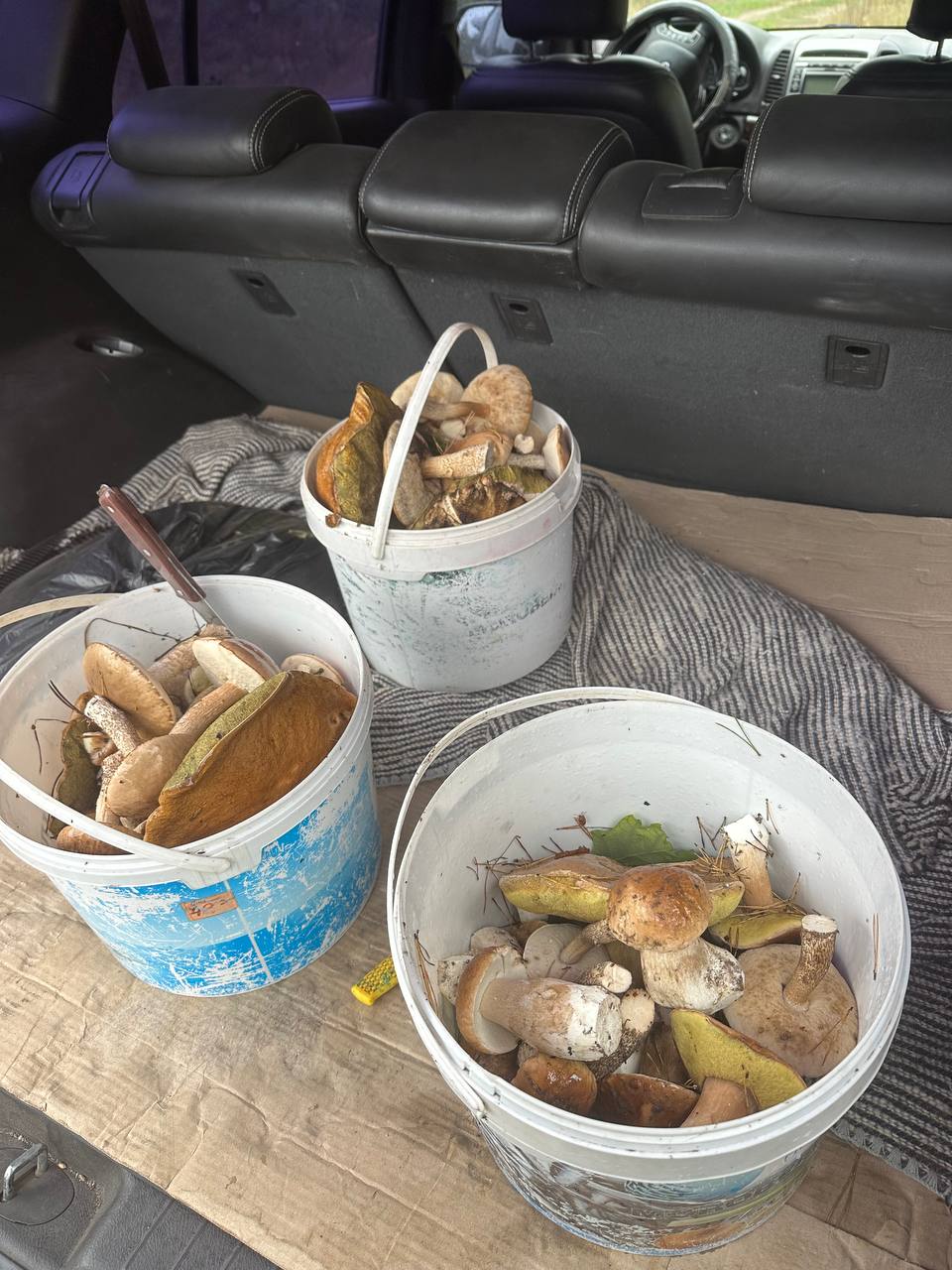 Mushroom hunting trip, photo 3