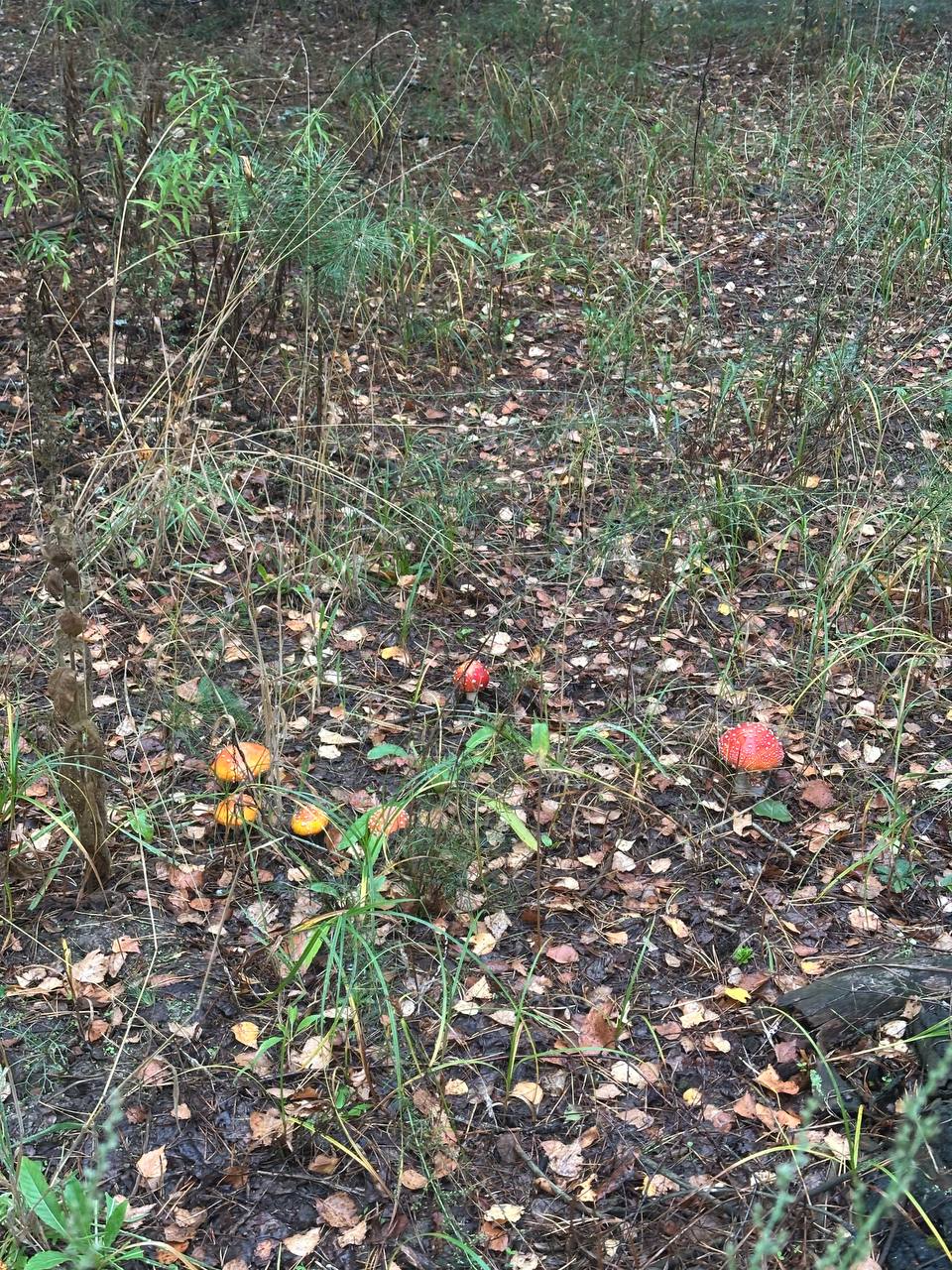 Mushroom hunting trip, photo 4