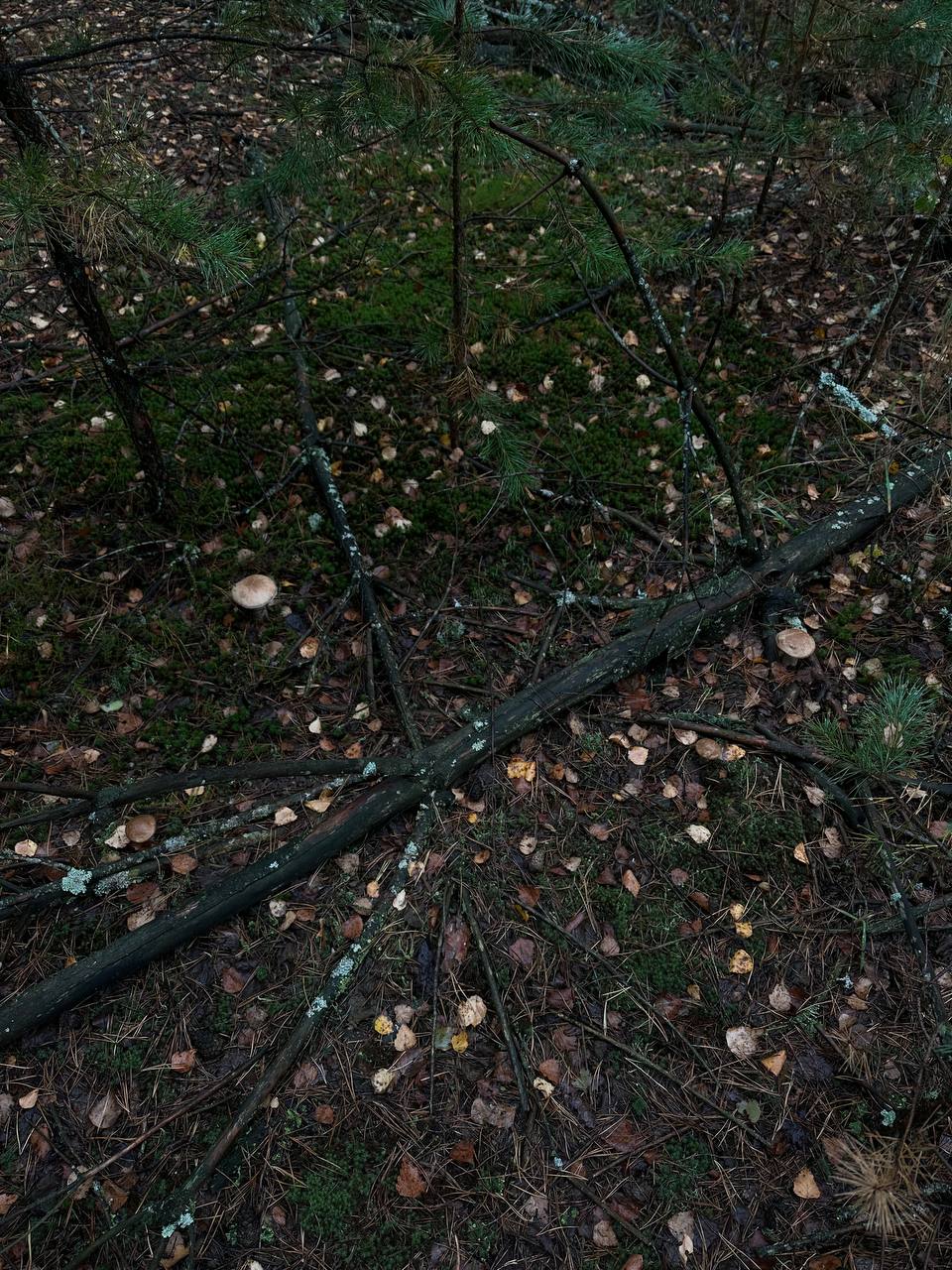 Mushroom hunting trip, photo 5