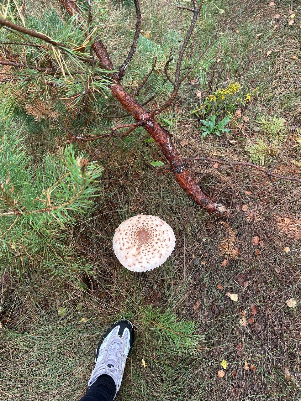 Mushroom hunting trip, photo 6