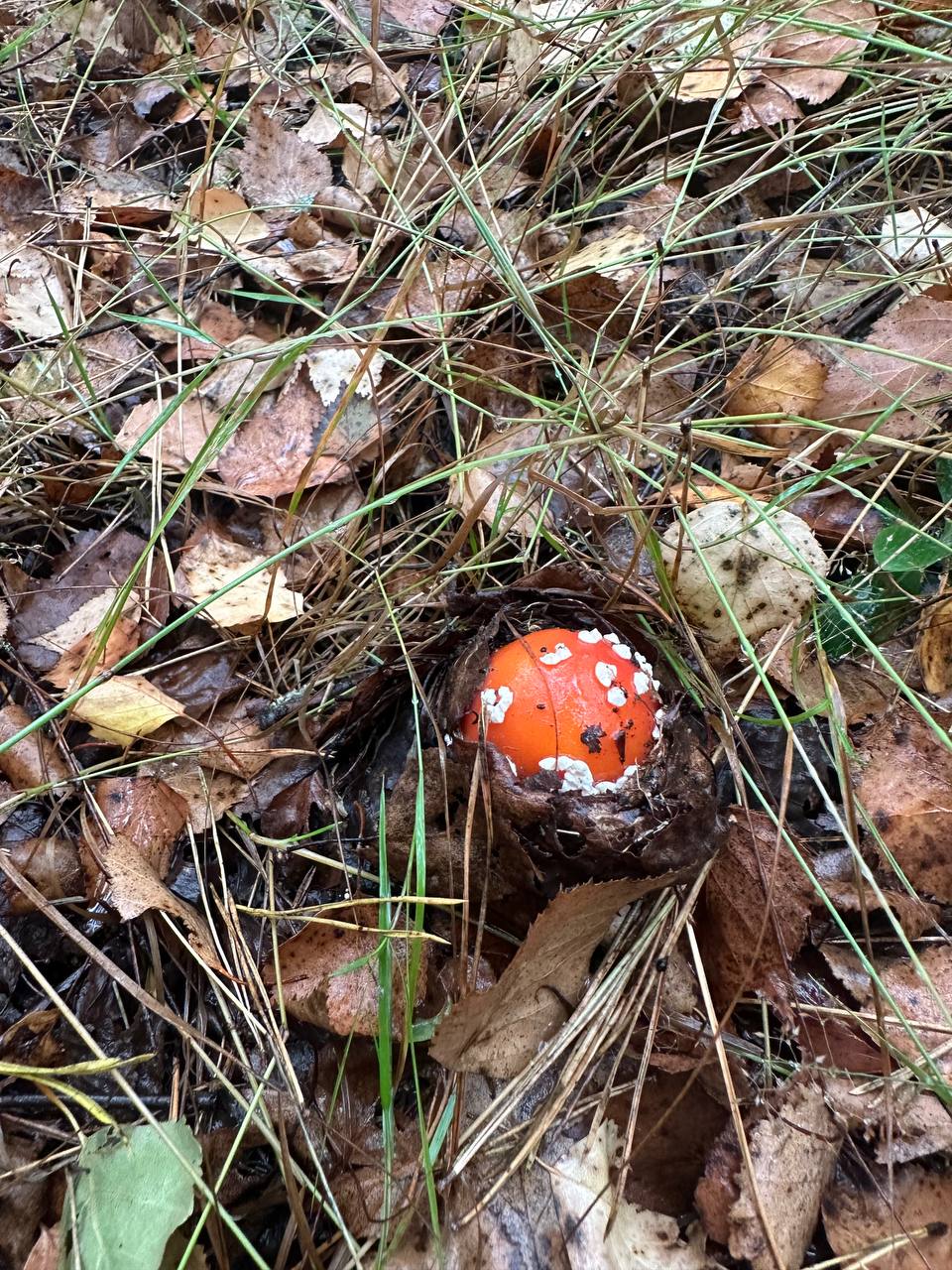 Mushroom hunting trip, photo 7