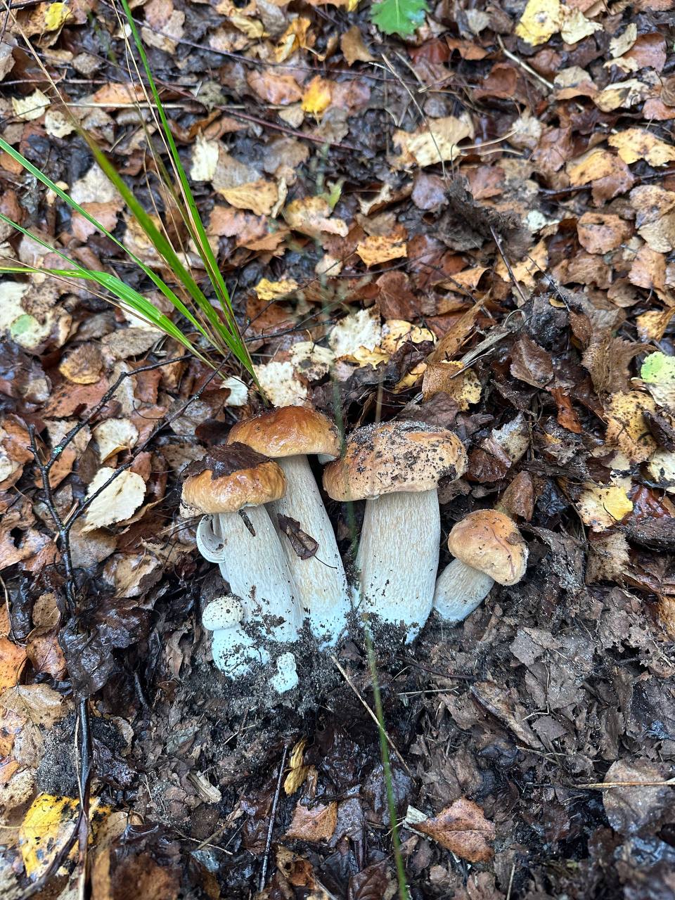Mushroom hunting trip, photo 8